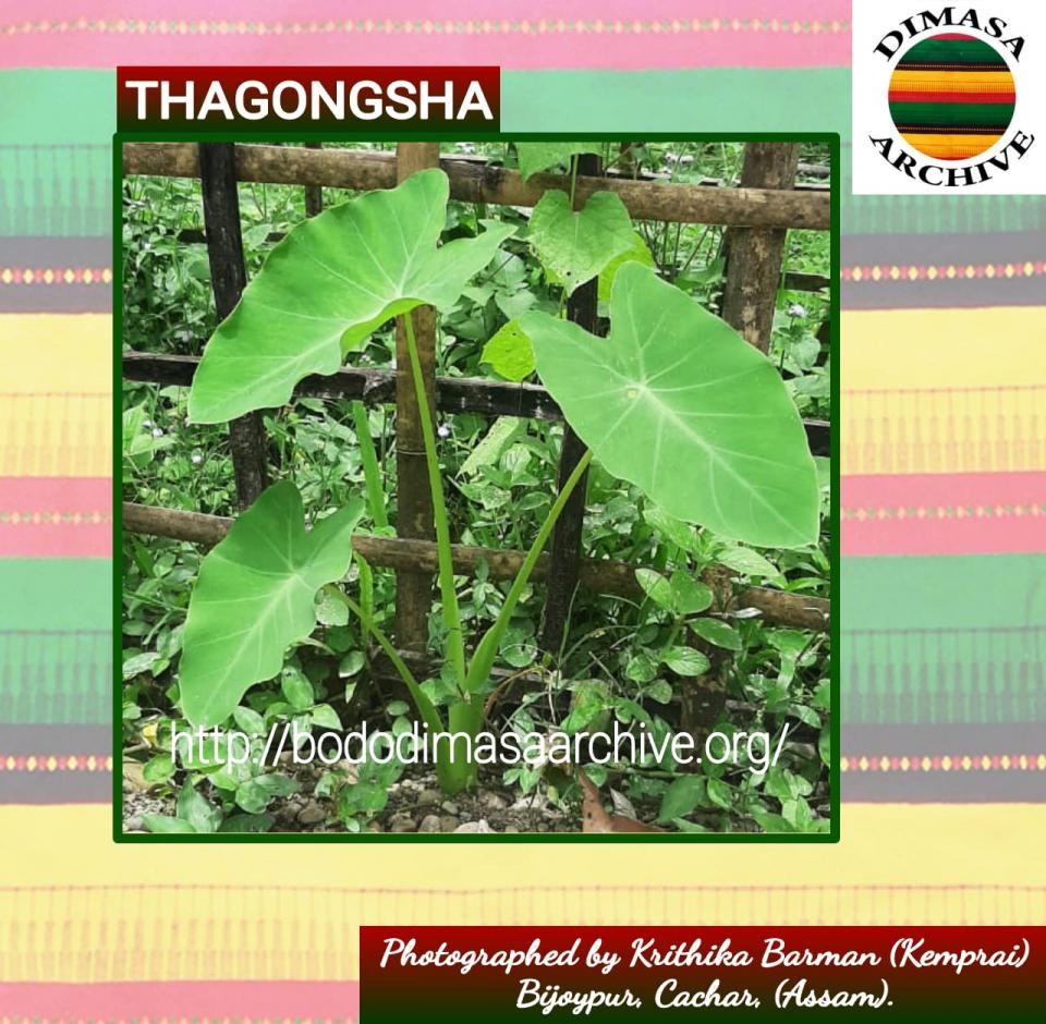 Thagongsha