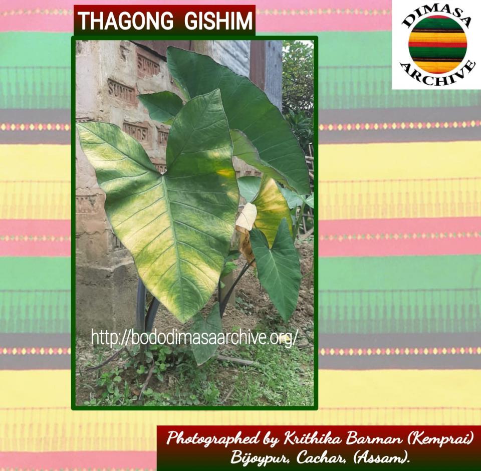 Thagong gishim