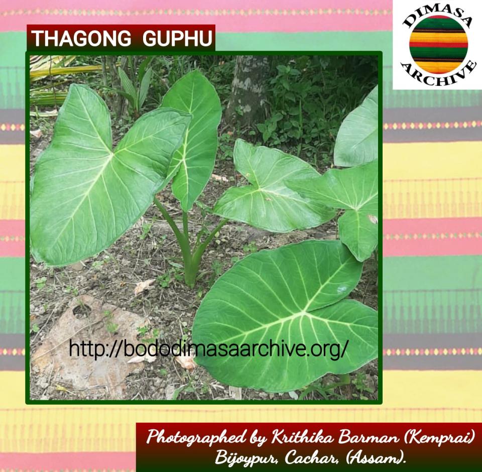Thagong guphu