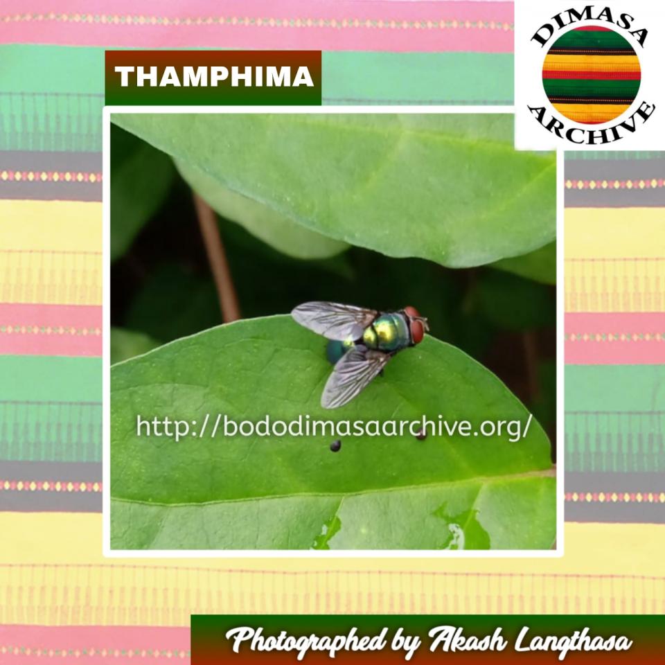 Thamphima