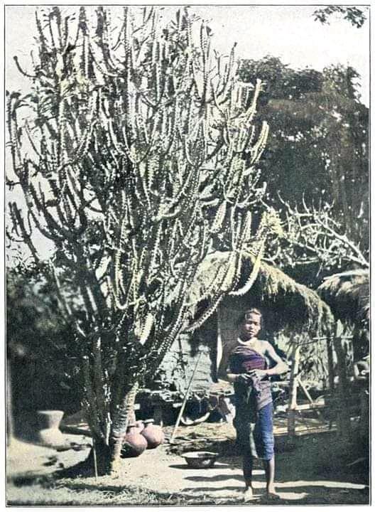 Primitive Bodo woman near sijou tree.jpg